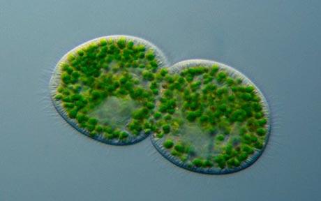 Chlorella on a microscopical scale